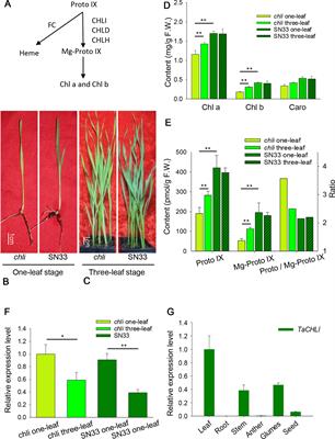 Single Nucleotide Mutagenesis of the TaCHLI Gene Suppressed Chlorophyll and Fatty Acid Biosynthesis in Common Wheat Seedlings